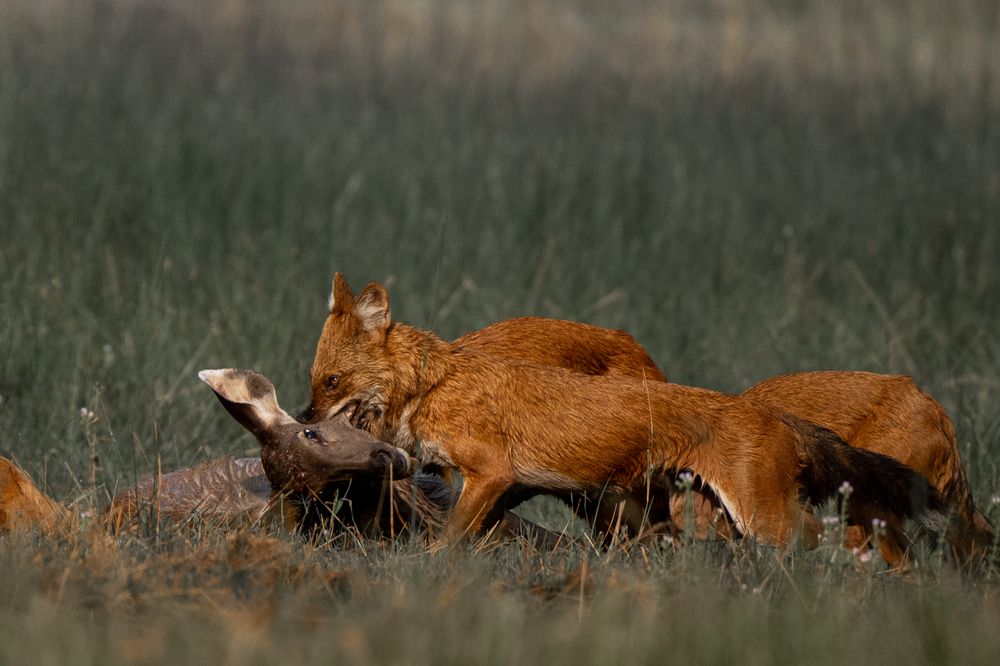 Photograph by Pula Pranav