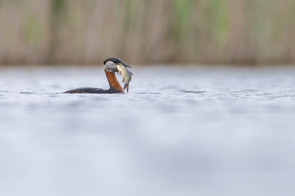 Photograph by Valerijs Bukovskis