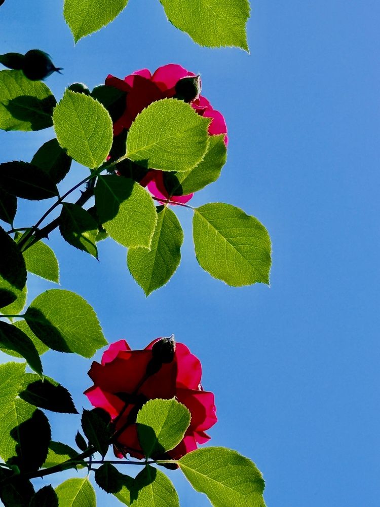 Photograph by Юлия Ханналайнен