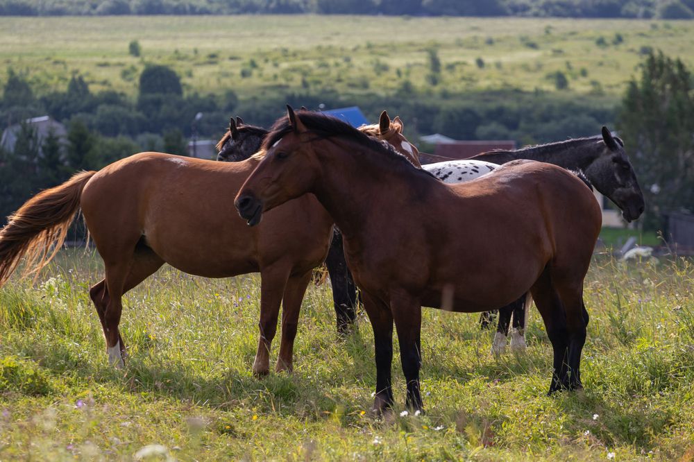 Photograph by Андрей Вешняков