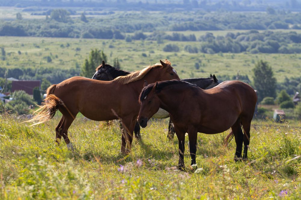 Photograph by Андрей Вешняков