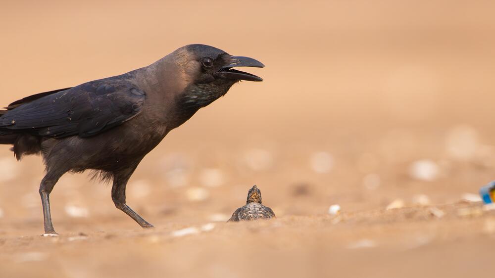 Photograph by Sachitananda Jena