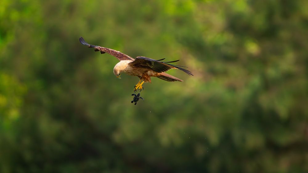 Photograph by Sachitananda Jena