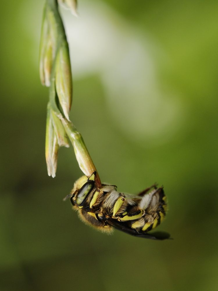 Anthidium florentinum