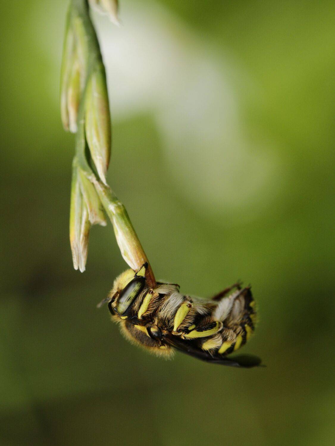 Anthidium florentinum