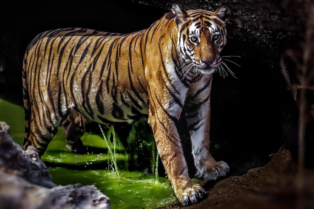 Photograph by Tanusri RoyChowdhury