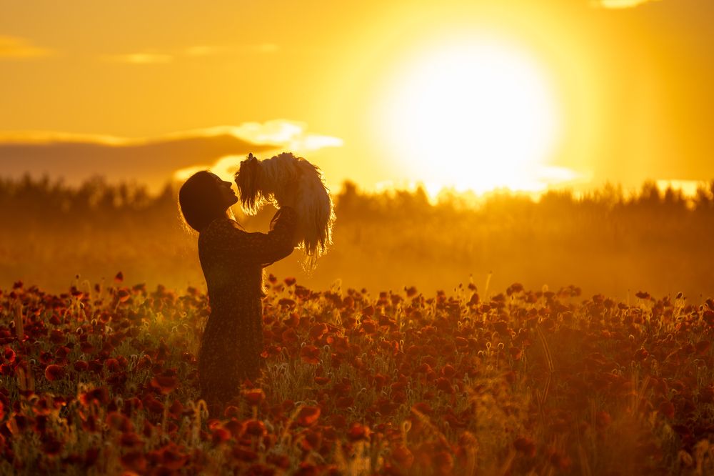 Where Poppies Meet the Dawn