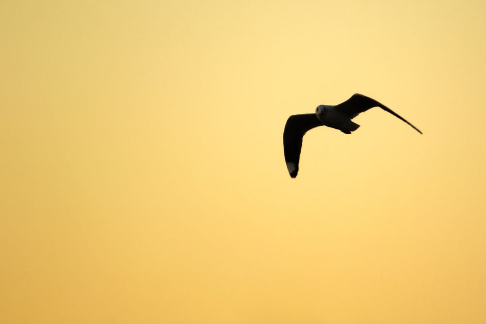 Photograph by Guillermo Topp