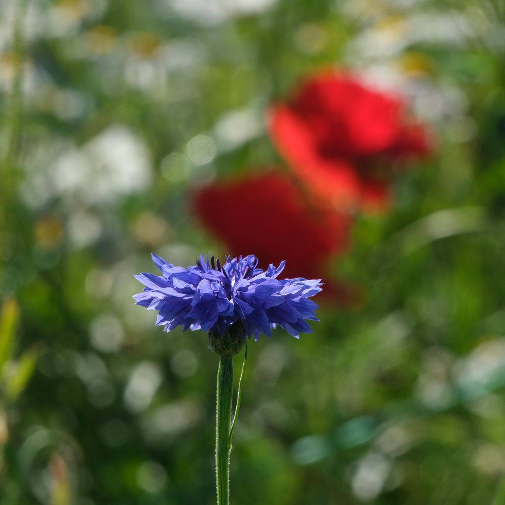 Фотография автора Наталья Липовская