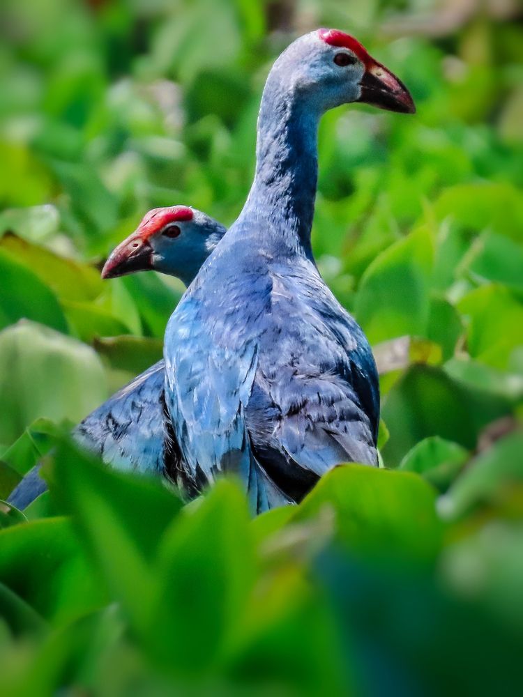 Photograph by Tanusri RoyChowdhury