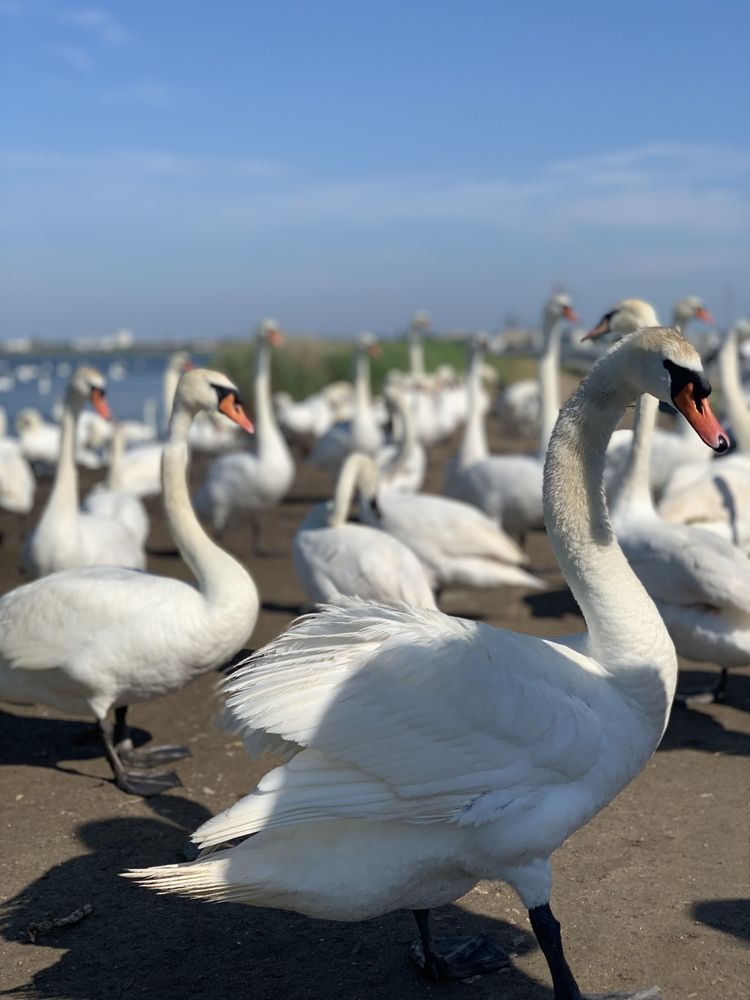 Photograph by Светлана Моисеева