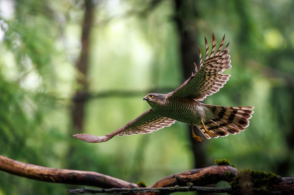 Photograph by Антон Науменко