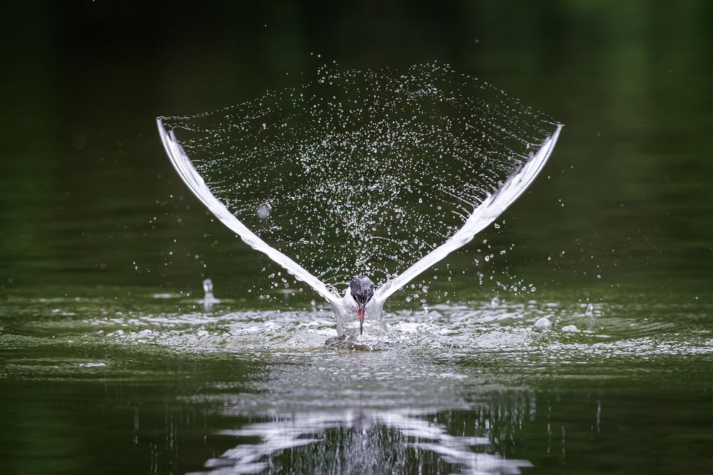 Photograph by Антон Науменко
