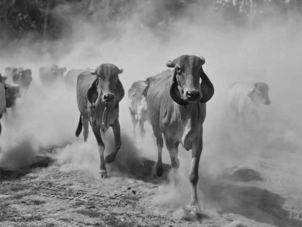 Photograph by Uttam tapaniya