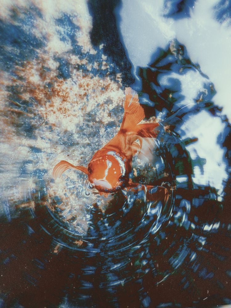 Фотография автора Евгения Никишина