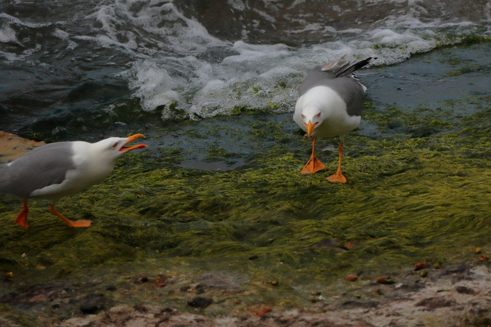 Photograph by Ernest Spiteri Gonzi
