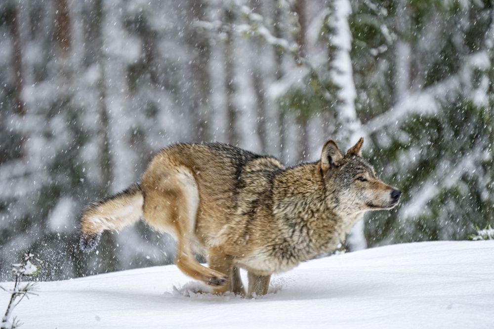 Photograph by Vladimir Ostapenko