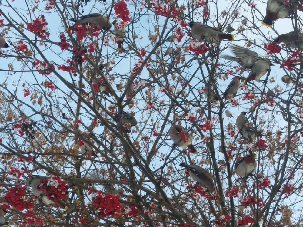 Photograph by Инна Голубева