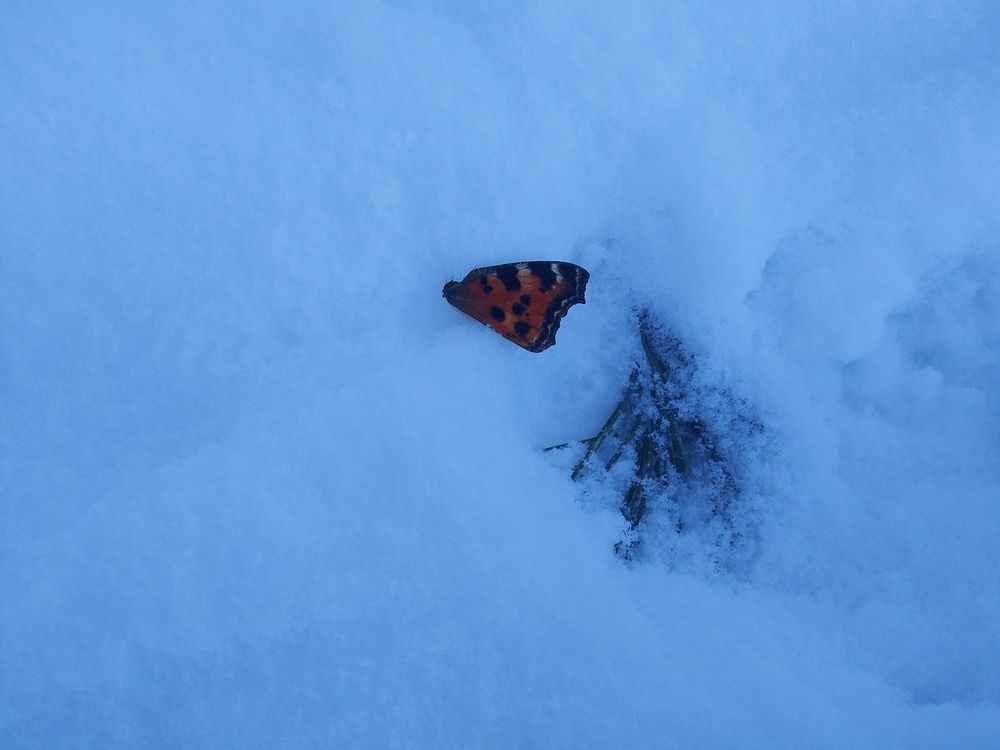 Photograph by Инна Голубева