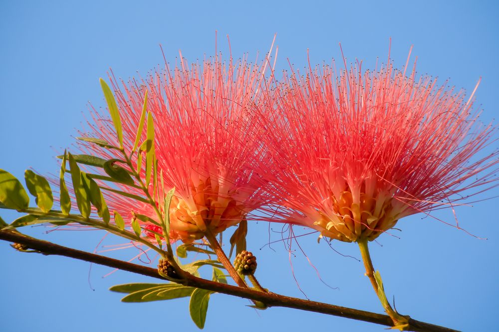 Photograph by Sugha Bapodara