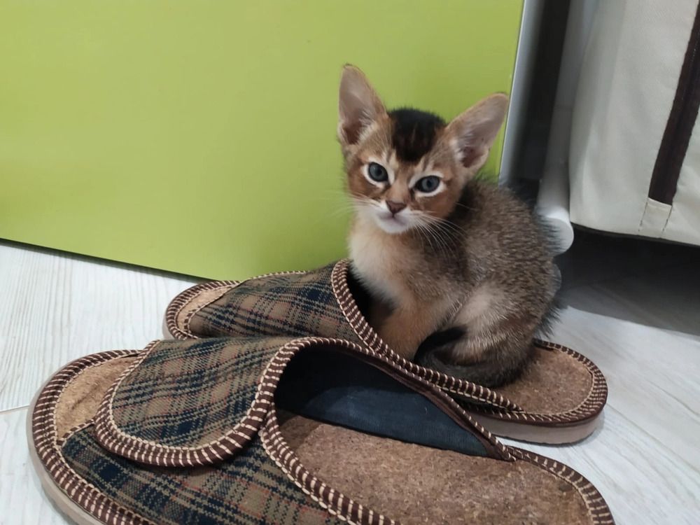 Котенок в домашнем тапочке