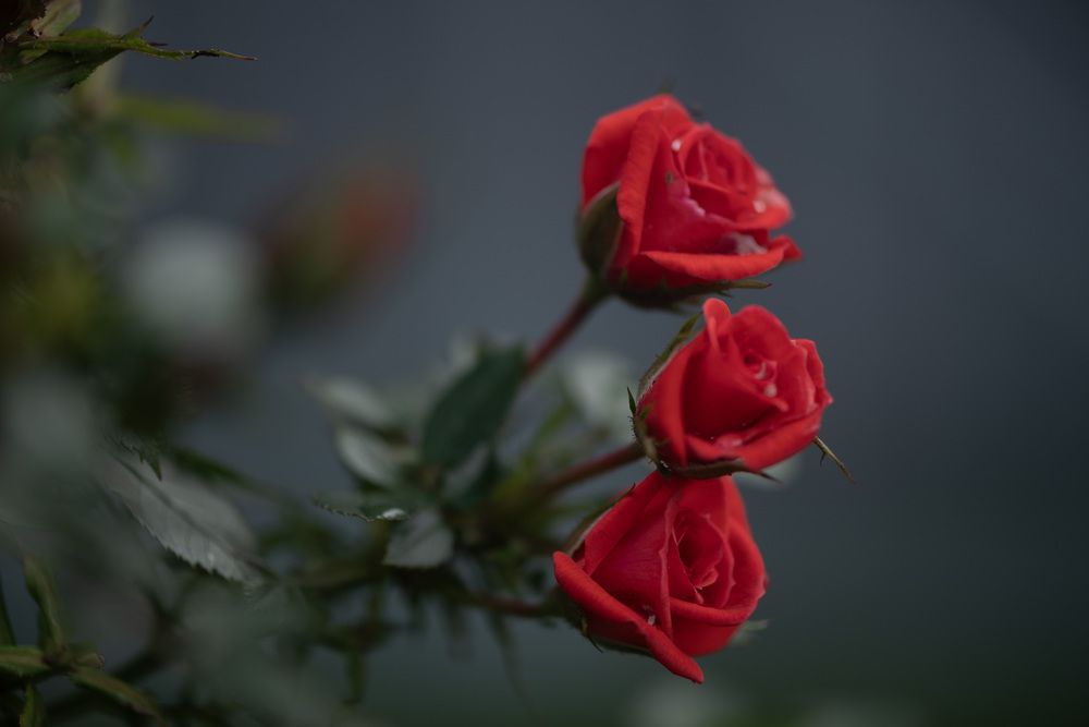 Фотография автора Jagannath Madduri