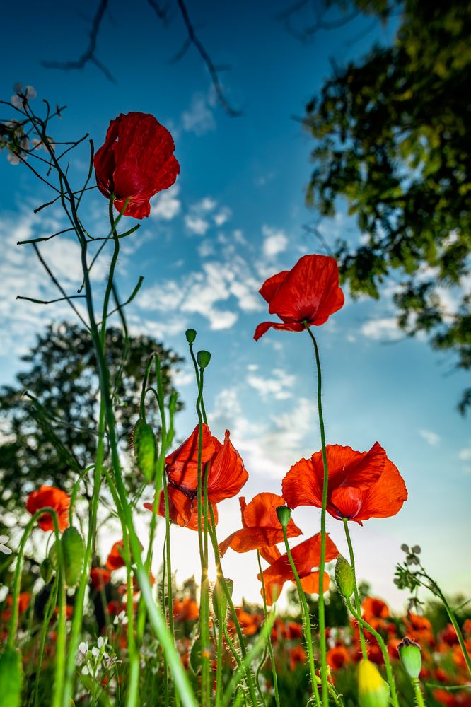 Photograph by OSCAR SAAVEDRA ROMERO