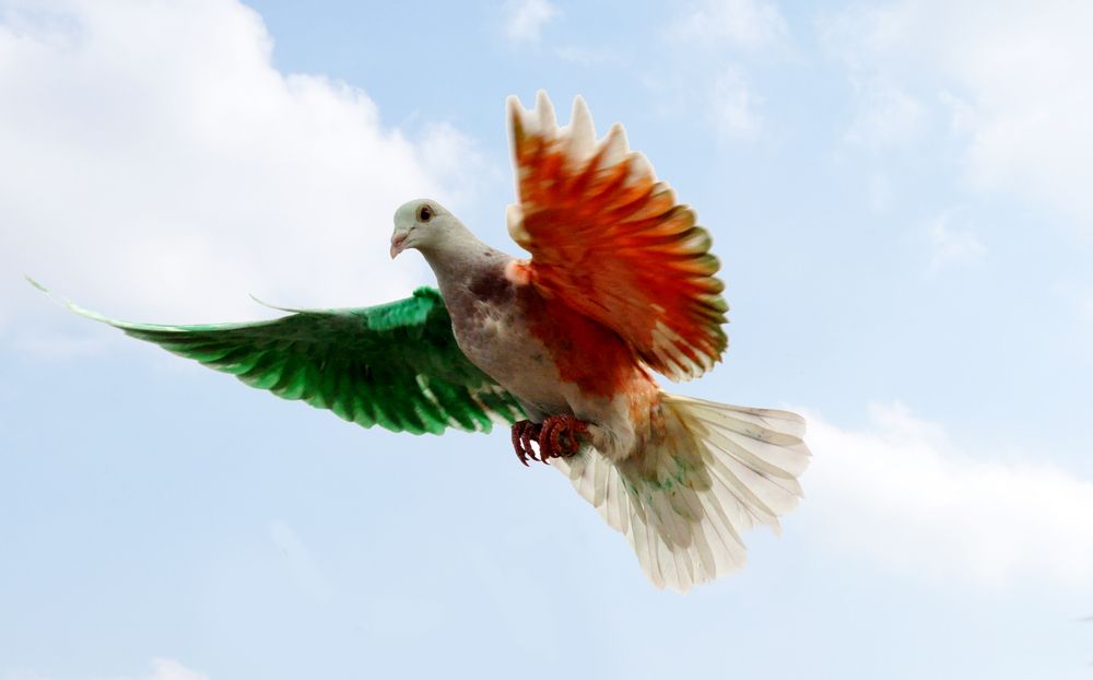 Photograph by الساعدي غيث