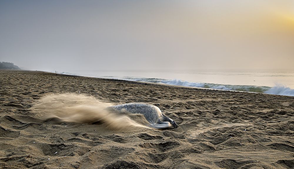 Фотография автора SUBHAMAY  KARMAKAR