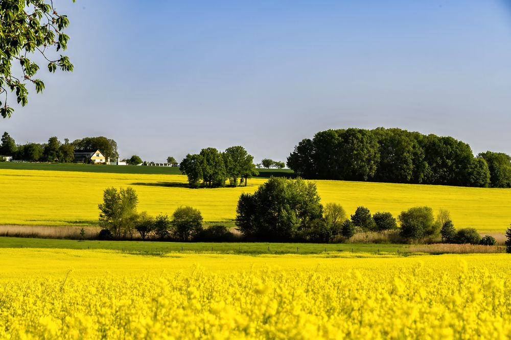 Rapeseed flower season