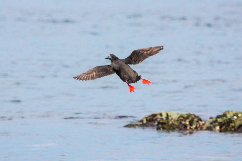 Фотография автора Elena Ku