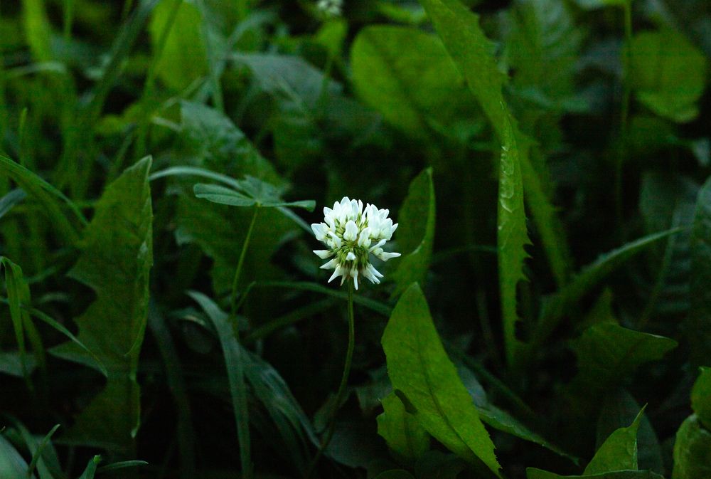 Photograph by Ceva Nata
