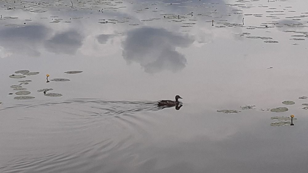 Photograph by Елена Лещева