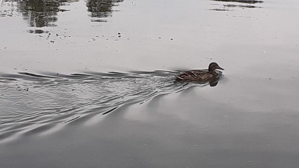 Photograph by Елена Лещева