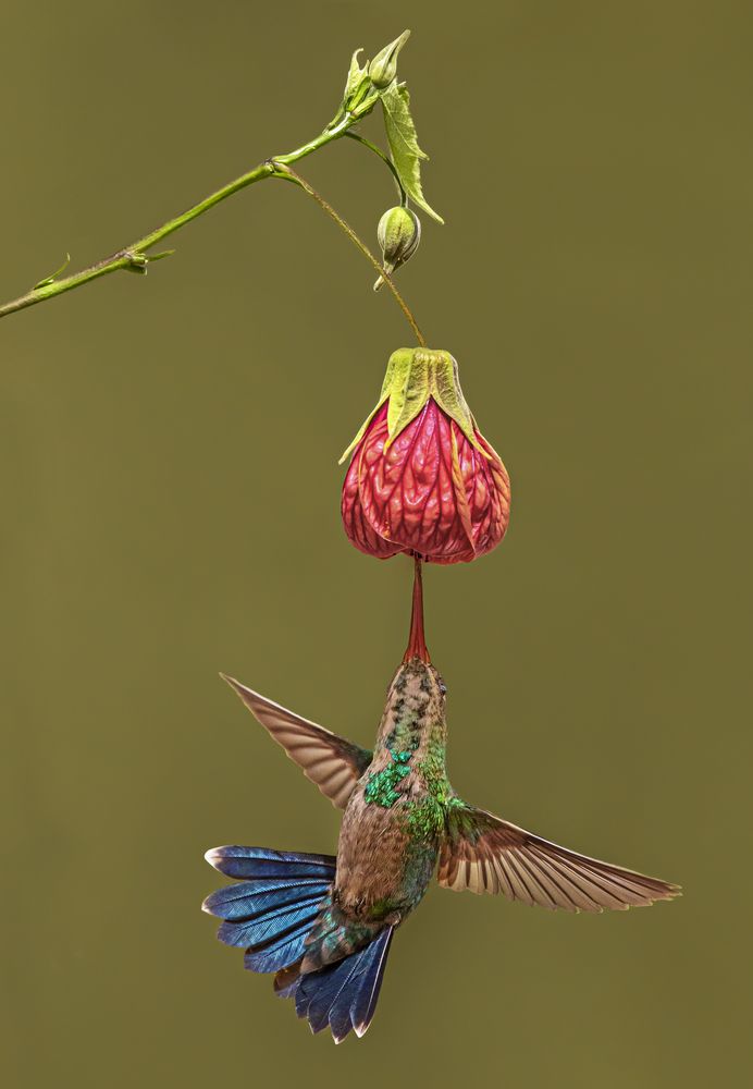 Photograph by Mario Fiorucci