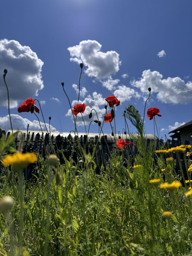 Photograph by Groznetskaya