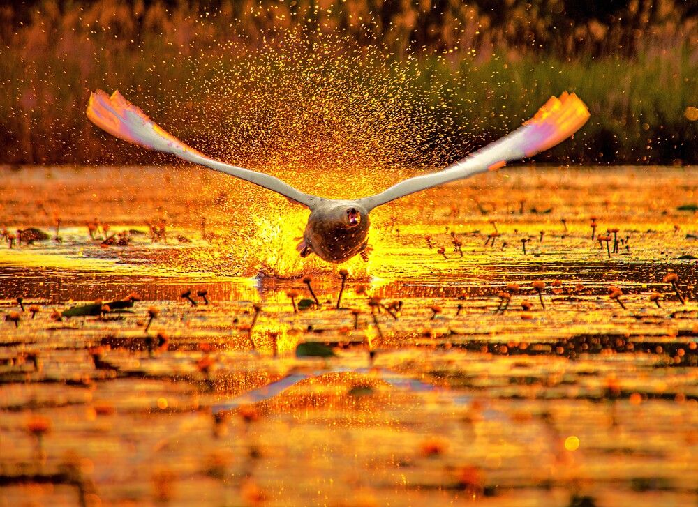 Photograph by Алексей Сиваков