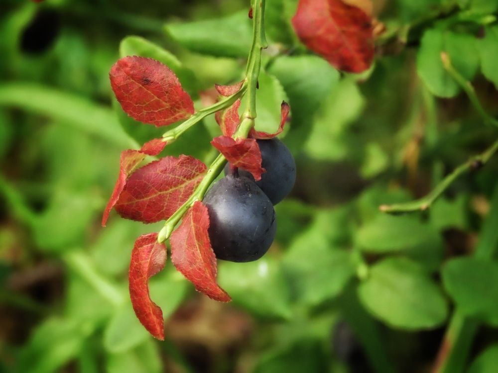 Таежная черника