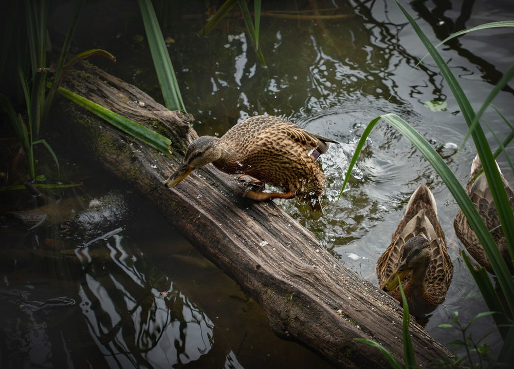 Photograph by Svetlana Gubanova