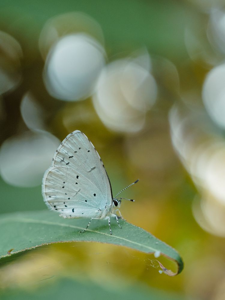 Photograph by Ирина Протченко