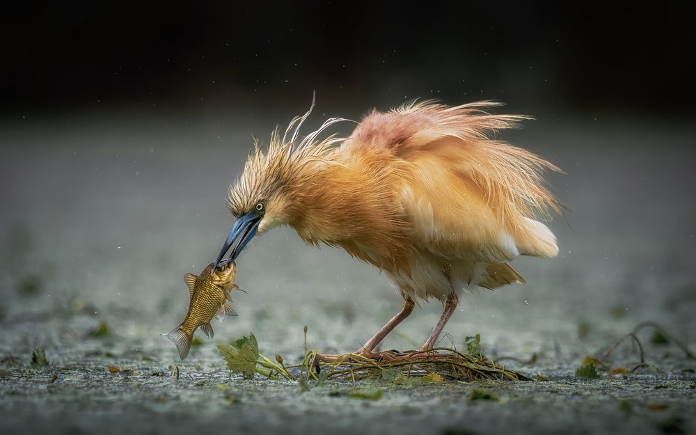 Золотая рыбка