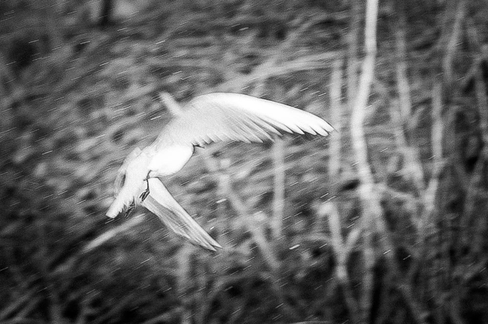 Photograph by Ирина Логовская