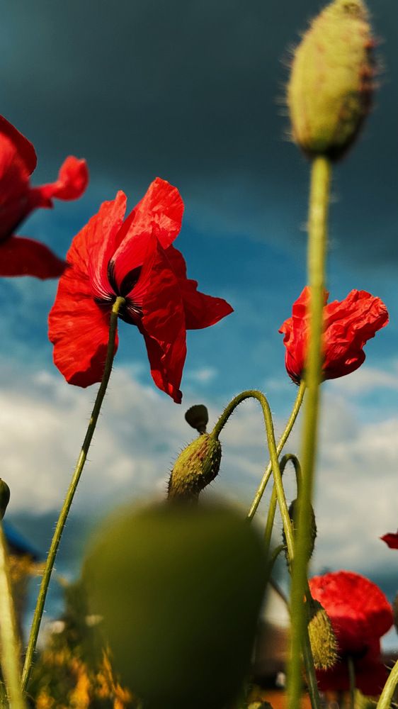 Photograph by Кристина Аносова