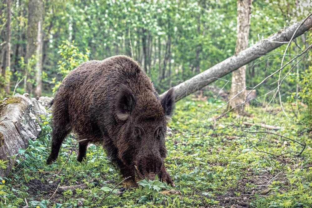 Photograph by Алексей Широбоков