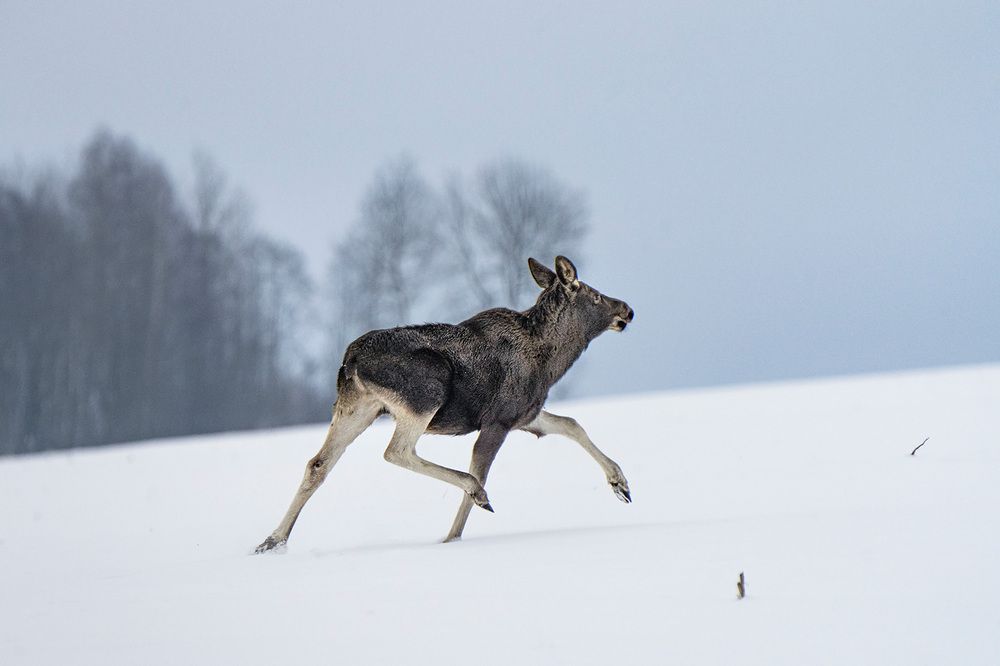 Photograph by Vladimir Ostapenko