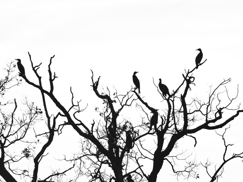 Photograph by Lamba-Benegui Alexandru
