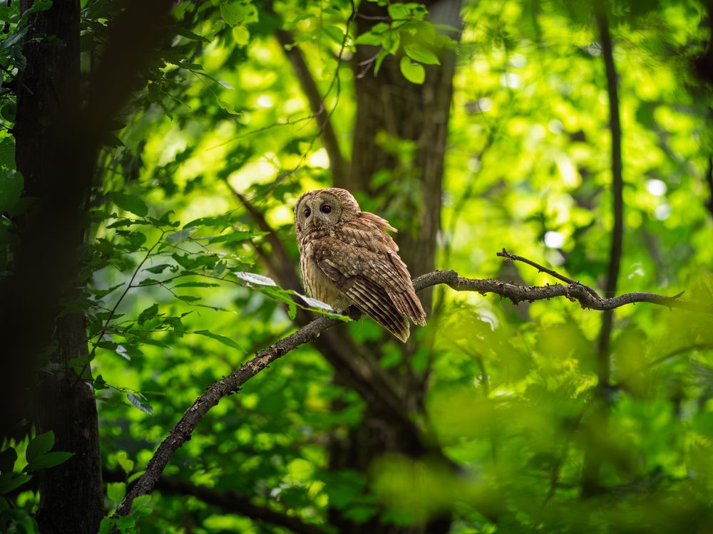 Photograph by Lamba-Benegui Alexandru