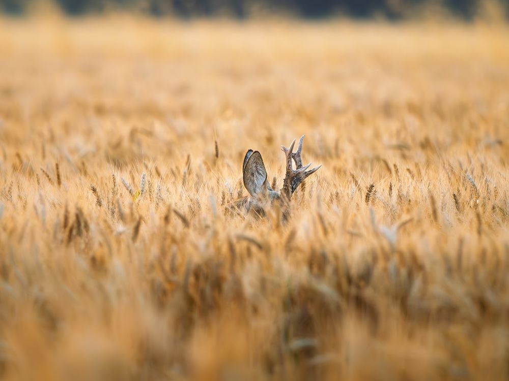 Photograph by Lamba-Benegui Alexandru