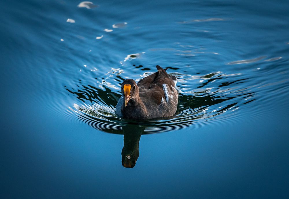 Photograph by Thomas Dunston