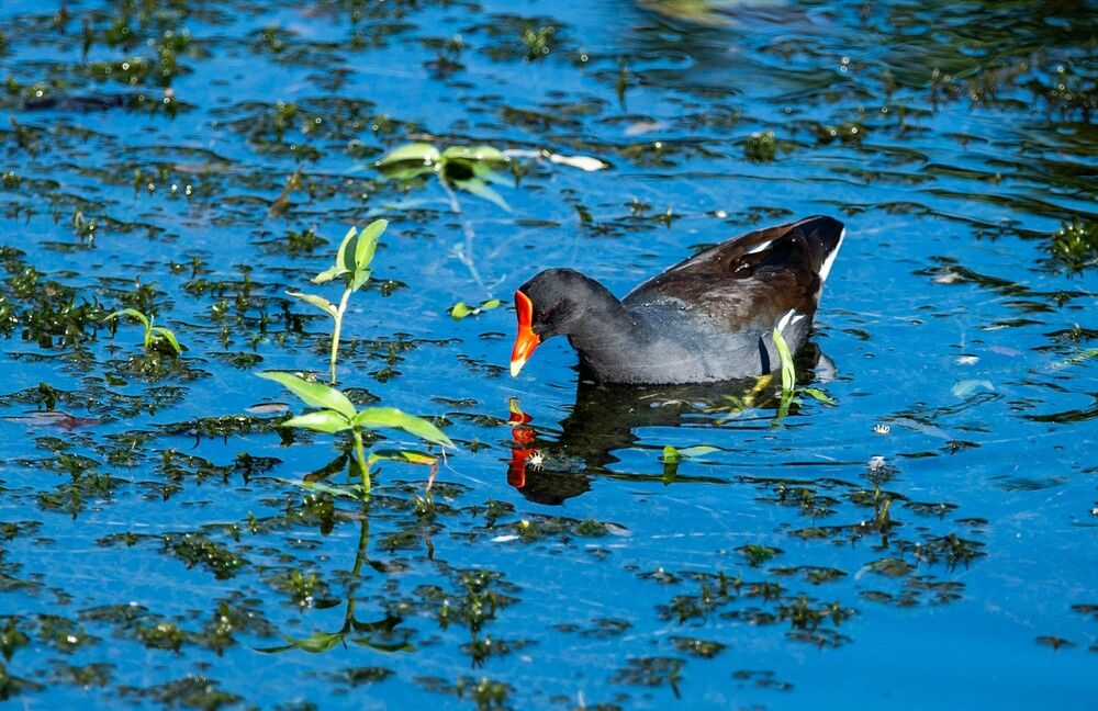 Photograph by Thomas Dunston